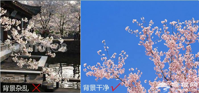 玉渊潭樱花开了 分享樱花拍摄技巧[墙根网]