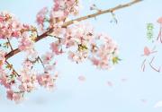 玉渊潭樱花开了 分享樱花拍摄技巧
