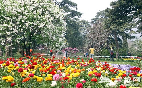香山公园第十届山花节4月开幕 “品”香指南
