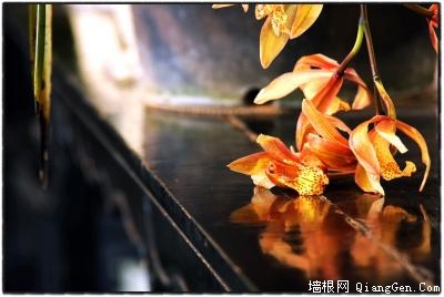 中山公园春花灿烂