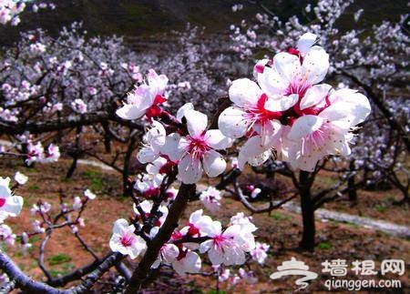 延庆第十一届踏青赏花季于4月中旬开幕