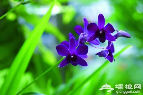 花卉摄影 近距离感受花朵之韵[墙根网]