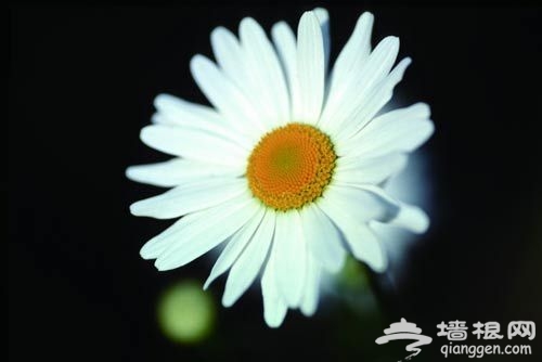 花卉摄影 近距离感受花朵之韵[墙根网]