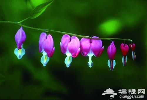 花卉摄影 近距离感受花朵之韵[墙根网]