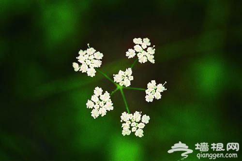 花卉摄影 近距离感受花朵之韵[墙根网]