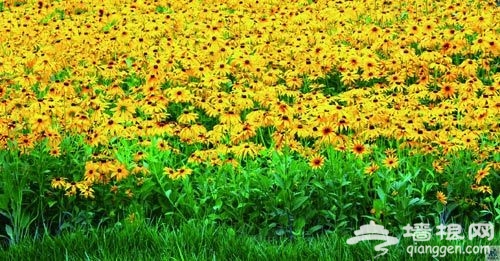 花卉摄影 近距离感受花朵之韵[墙根网]