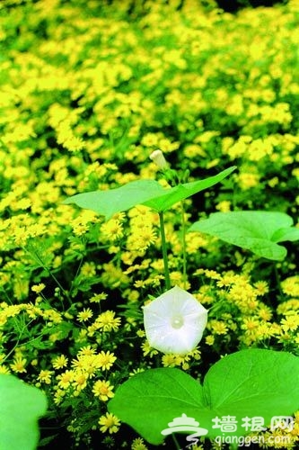 花卉摄影 近距离感受花朵之韵[墙根网]