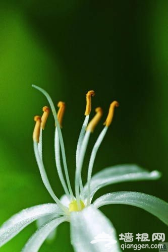 花卉摄影 近距离感受花朵之韵[墙根网]