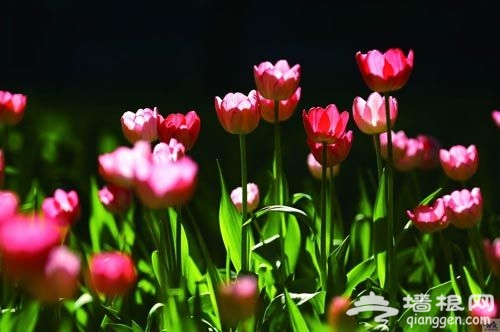 花卉摄影 近距离感受花朵之韵[墙根网]