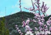 密云黑龙潭举办第十届赏花节