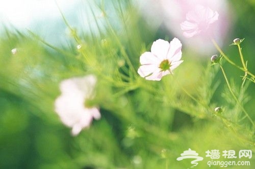 另外一种摄影玩法 虚像摄影的10个技巧[墙根网]