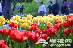 中山公园举办郁金香花展 设观花导览图