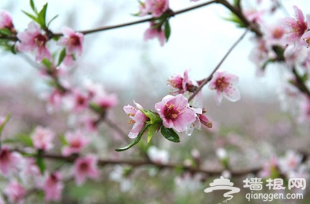 2012年平谷桃花节观赏线路攻略