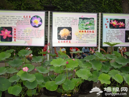 &ldquo;一园一品&rdquo;系列文化活动--北海公园第十六届荷花展