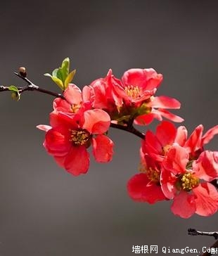 元大都城垣遗址公园2012年海棠花节(摄影)