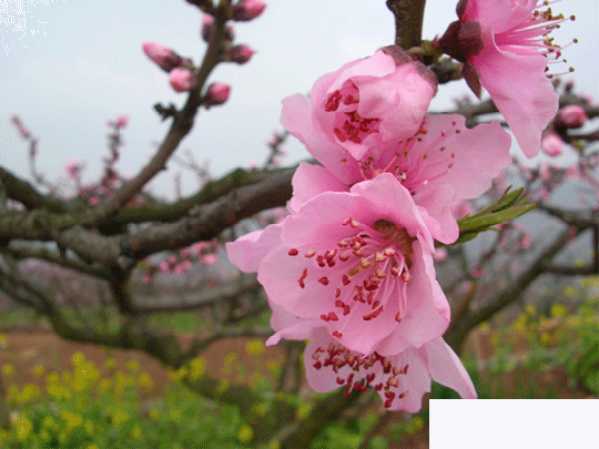 四月平谷桃花节 徜徉最美桃花海