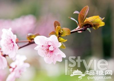 不赏桃花何来桃花运？北京赏桃花地推荐