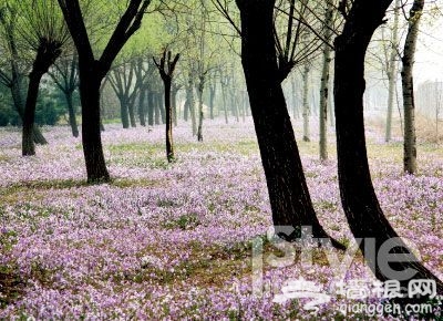 不赏桃花何来桃花运?北京赏桃花地推荐