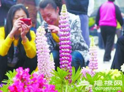 北京植物园首次展出鲁冰花