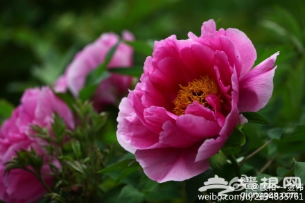 颐和园仁寿殿牡丹初开[墙根网]