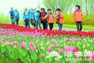 五千余人顺义花海中长走