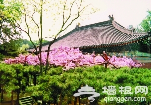 红螺寺景区赏花计[墙根网]