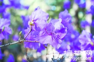 红螺寺景区赏花计[墙根网]