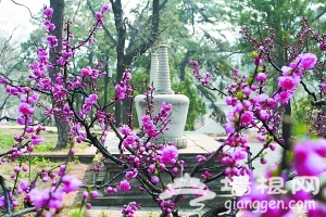 红螺寺景区赏花计[墙根网]