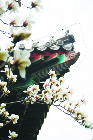 红螺寺景区赏花计[墙根网]