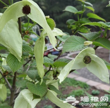 北京植物园活化石鸽子树进入盛花期