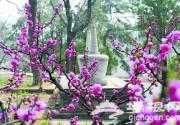 红螺寺景区赏花计