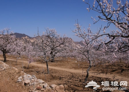 凤凰岭桃花