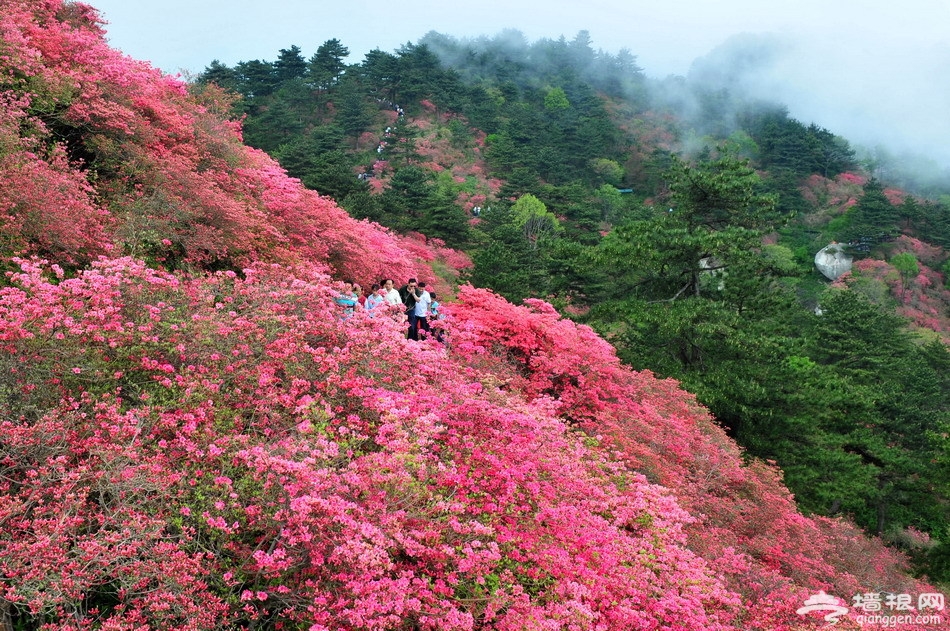 湖北麻城龟峰山10万亩野生杜鹃竞相怒放红花似海[墙根网]