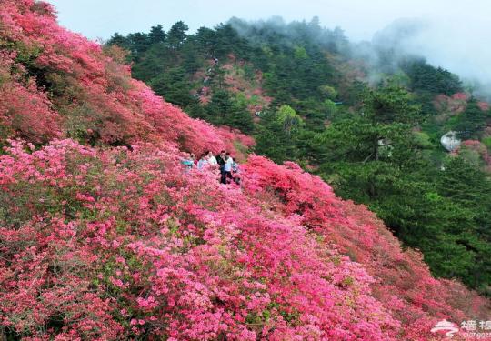 湖北麻城龟峰山10万亩野生杜鹃竞相怒放红花似海