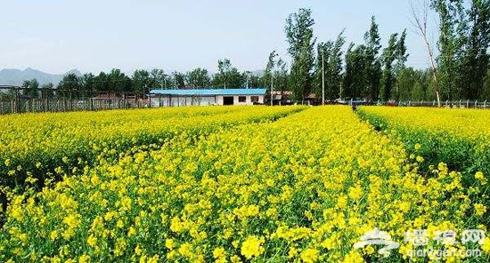 北京周边桥梓镇 赏油菜花 采摘樱桃 乐活一整天