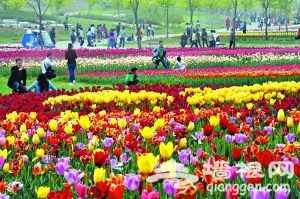 北京顺义郁金香文化节两天迎客3万