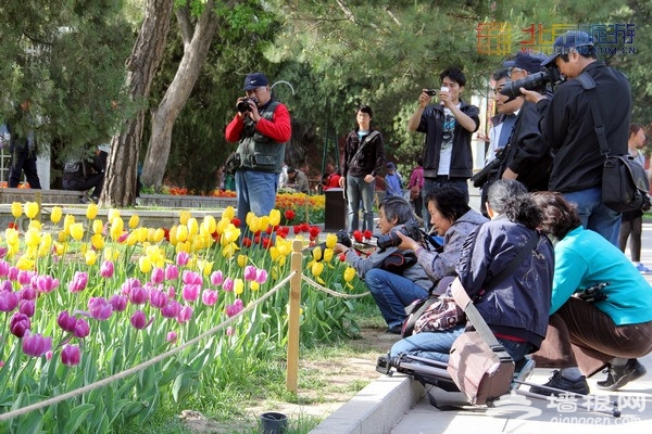 北京赏花季 中山公园郁金香盛放(赏花攻略)