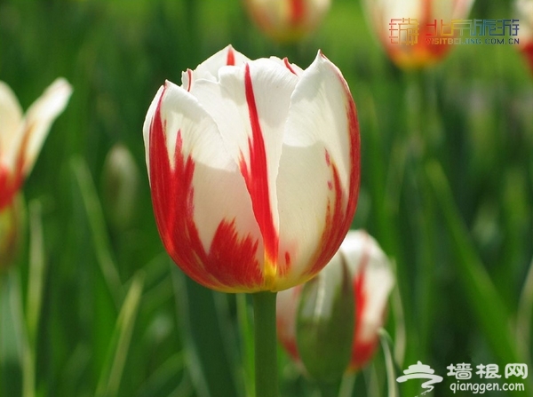 北京赏花季 中山公园郁金香盛放(赏花攻略)