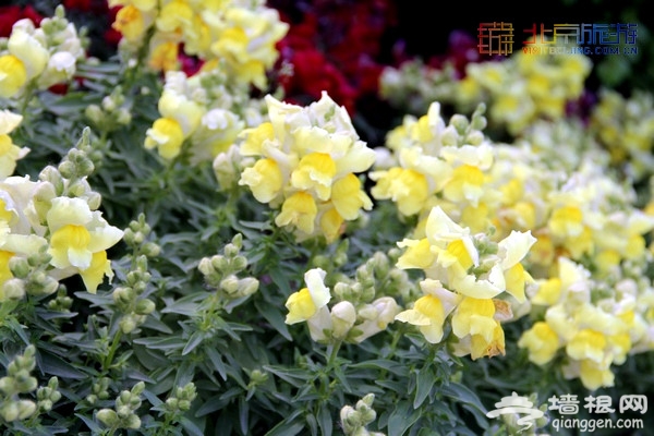 北京赏花季 中山公园郁金香盛放(赏花攻略)