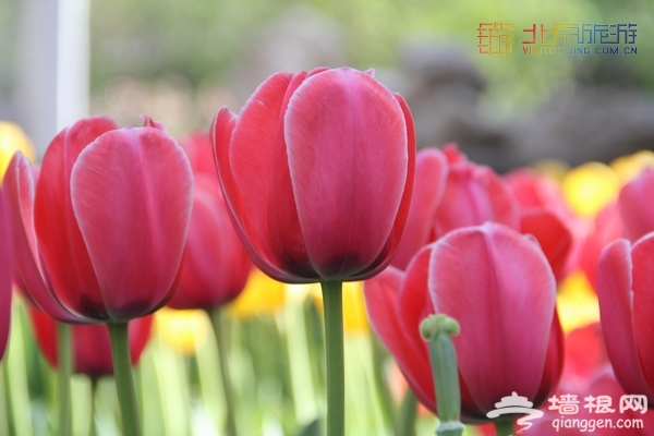 北京赏花季 中山公园郁金香盛放(赏花攻略)