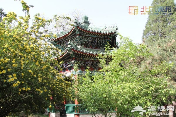 北京赏花季 中山公园郁金香盛放(赏花攻略)