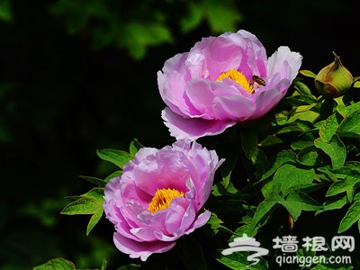 景山公园第十六届牡丹花卉艺术节开幕