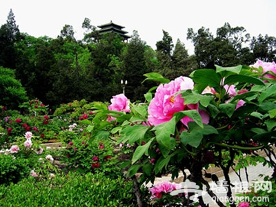 景山公园第十六届牡丹花卉艺术节开幕