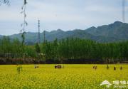 北京密云北庄油菜花
