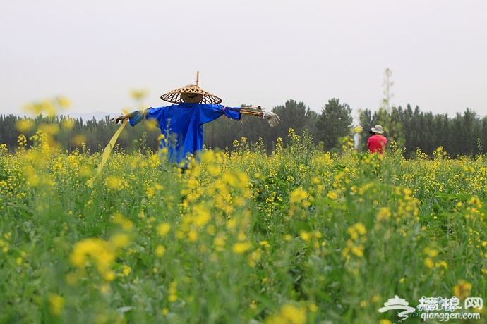 房山长沟拍油菜花[墙根网]