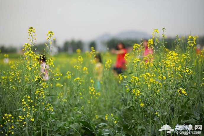 房山长沟拍油菜花[墙根网]