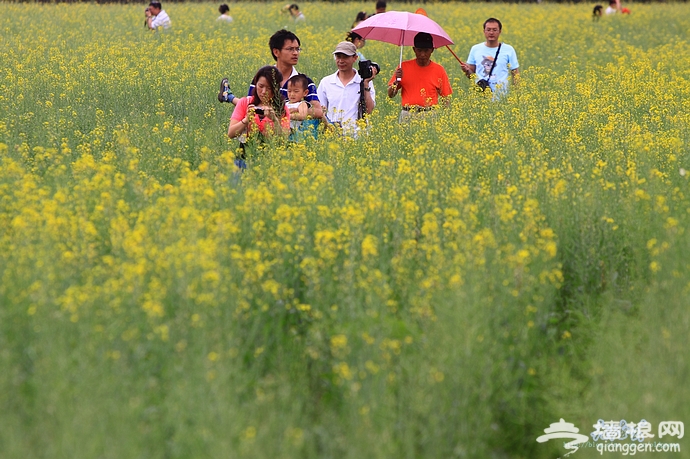 房山长沟拍油菜花[墙根网]