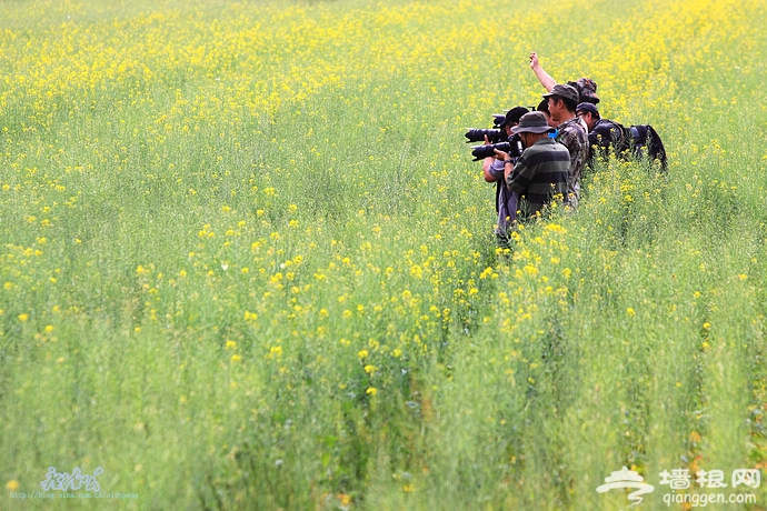 房山长沟拍油菜花[墙根网]