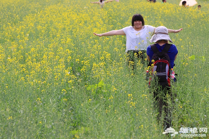 房山长沟拍油菜花[墙根网]