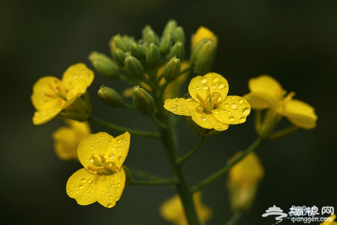 房山长沟拍油菜花[墙根网]